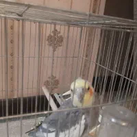 حیوان خانگی