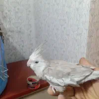 عروس هلندی سرحال ودستی|پرنده|اشتهارد, |دیوار