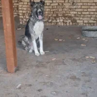 توله سگ خراسانی