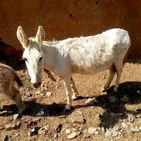 1الاغ ماده گله ای سن 5