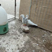 کله ای با طوقی