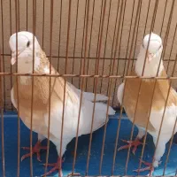 طوق زرد جفت