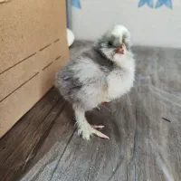 جوجه کاکل پاپر