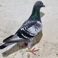 جفت نر ماده پلاکی نر بنک ماده دو خط جانسن اصل