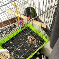 طوطی گرینچیک سخنگو رام دستی  معاوضه با سهره قرص