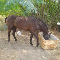 اسب مشکی بشرط بار سوار