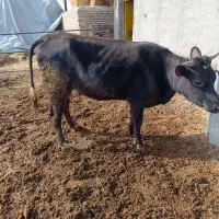 گاو شیری انگوس|حیوانات مزرعه|مهربان, |دیوار