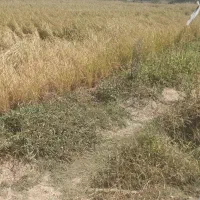 زمین 6000 متری کشاورزی و تجاری در پتروشیمی