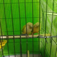 گرینچیک نرو ماده