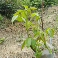 فصل هرس شروع شد درخت بری کندن باغچه
