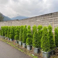 کامیس نوکدار و لافسون جعبه چهل ریشه پرس