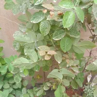 درخت|گل و گیاه طبیعی|کرمانشاه, |دیوار