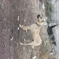 توله هفت ماهه نر