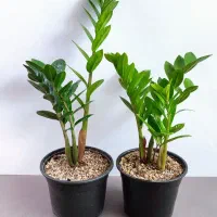 گل و گیاه آپارتمانی زامو و پتوس