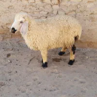 بره نر چاق