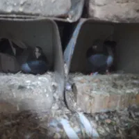 کبوتر یا کفتر|پرنده|مینودشت, |دیوار