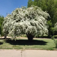 نهال نسترن شیرازی معطر