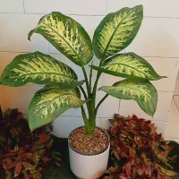 دیفن یوکا بنجامین فیکوس شفلرا پتوس آگلونما تراریوم