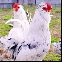 جوجه گلین فول کیفیت یه جفت مرغ خروس ۶ماهه نزیک تخم