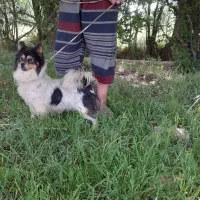 سگ با قناری سهره طرقه معاوضه دارم.