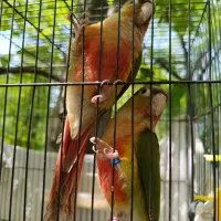 دو عدد طوطی گرینچیک به فروش می رسد