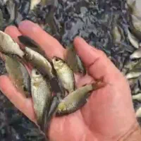 فروش بچه ماهی کپور  اصلاح نژاد