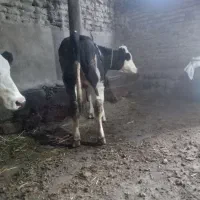 گوساله