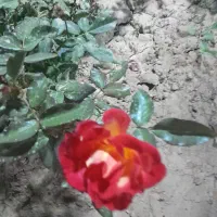 تحقیقات گل وگیاه|فعالیت داوطلبانه تحقیقاتی|کرج, مهرویلا جنوبی|دیوار