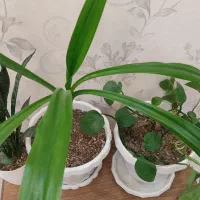 گل آپارتمانی|گل و گیاه طبیعی|فولادشهر, B5|دیوار