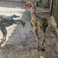 ۴ عدد جوجه افغان۷ماه|حیوانات مزرعه|تهران, افسریه جنوبی|دیوار