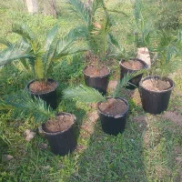 سیکاس|گل و گیاه طبیعی|خمام, |دیوار