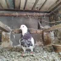 طوقی الماسی
