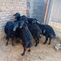 بره نر|حیوانات مزرعه|قیدار, |دیوار