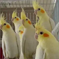 عروس هلندی بالغ  تکی