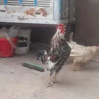 خروس گلین