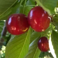 اجاره باغ  گیلاس و البالو