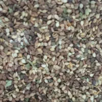 کنجد درجه 1 تمیز پاک بدون چوب