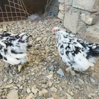 جفت جوجه کوشین|حیوانات مزرعه|کاشمر, |دیوار