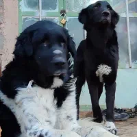 سگ درشت اصیل|سگ|فلاورجان, |دیوار