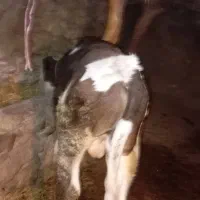 گوساله اصل سیمنتال بالای ۲۳۰کیلو ۷ماهه|حیوانات مزرعه|اهر, |دیوار