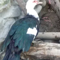 اردک خارجی ماده قوغاز ماده مرغ محلی تخمگذاربندرگز