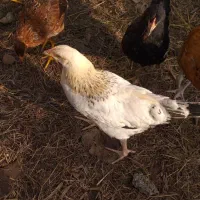 فروش مرغ و خروس محلی