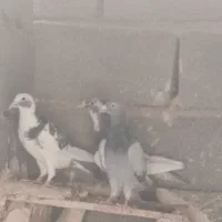 ابلغ سرخ، ابلغ سبز، سبز المانی