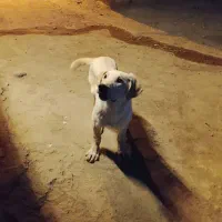 توله سه ماهه