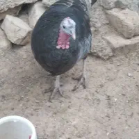 بوقلمون نر وماده|حیوانات مزرعه|معصومیه, |دیوار