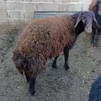 بره‌قوچ‌های‌هترو‌قزل‌افشار‌درجه‌یک‌اصیل،