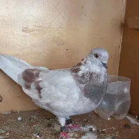 کفترماده|پرنده|قم, آزادگان|دیوار
