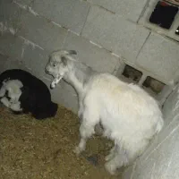 بی نر چپش بز|حیوانات مزرعه|اندیمشک, |دیوار