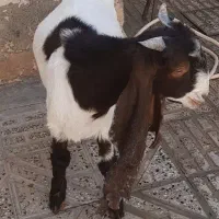 بزغاله نراصیل فروشی جهت معاوضه