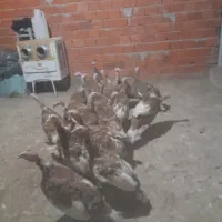 بیست عددبوقلمون|حیوانات مزرعه|خاو و میرآباد, |دیوار